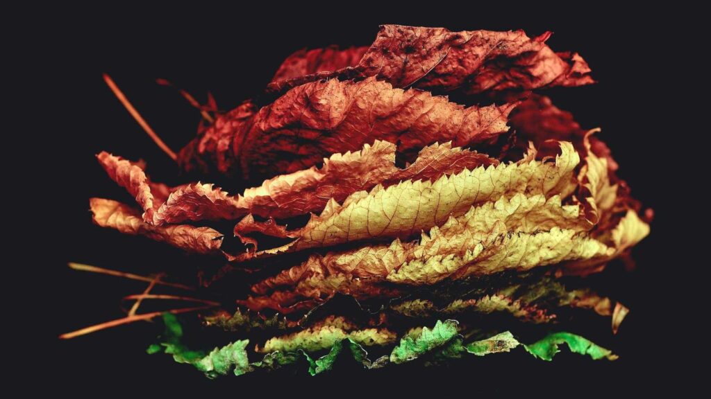 三河島駅 ランチ 無添くら寿司 フレスポ東日暮里店