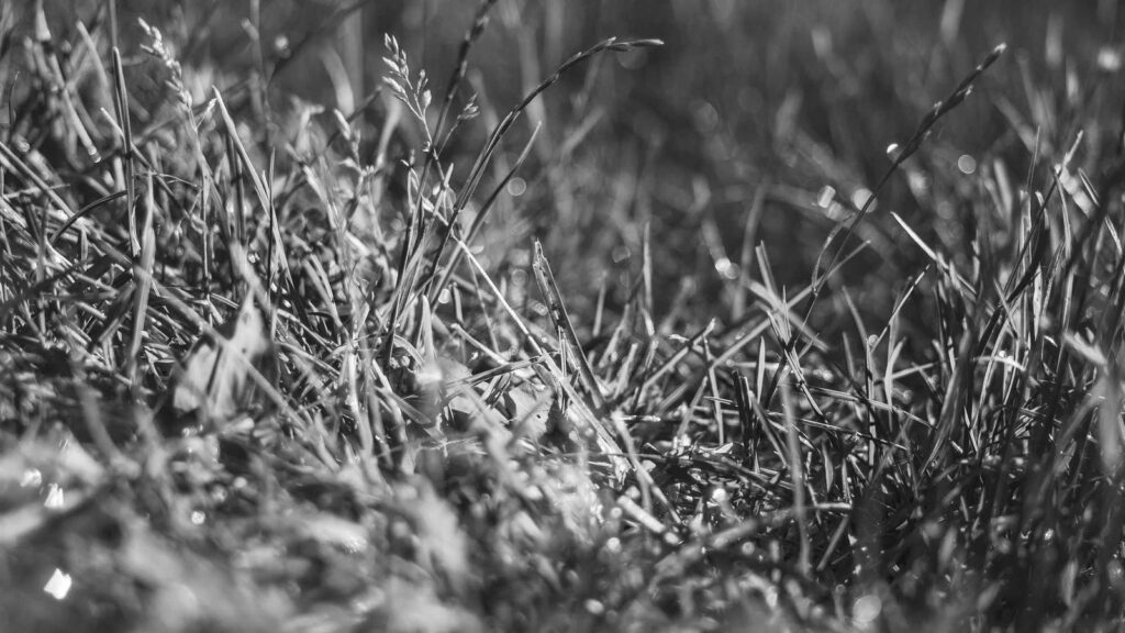 上北沢駅 ラーメン らーめん大 下高井戸店