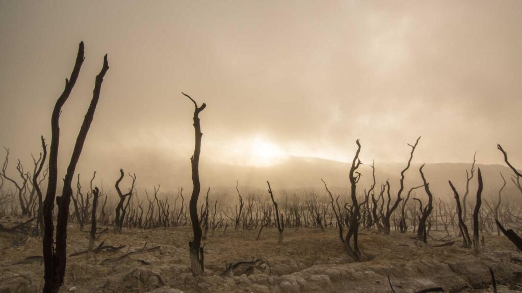福島市 ラーメン 6. らーめん 蓮