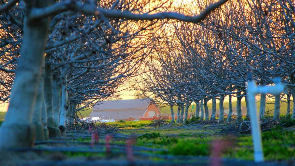 美容家電 おすすめ ギフト 女性 9. 電動歯ブラシのおすすめは？