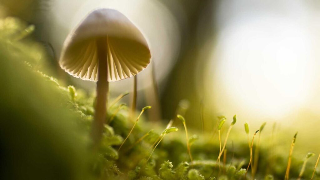 内幸町駅 ラーメン 麺処 銀笹