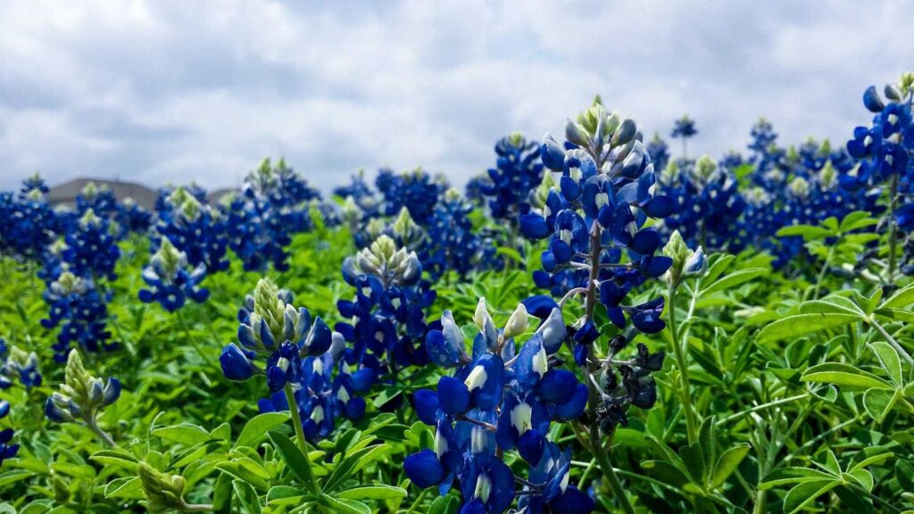 しじみ 二日酔い しじみ以外で二日酔いに効果的な食材は？