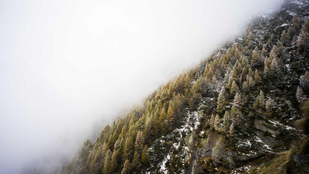 尾山台駅 ラーメン 武虎家 尾山台店