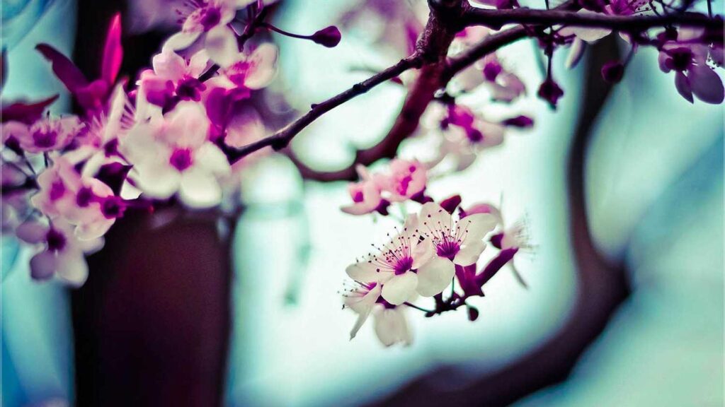 笹塚 ランチ 5. イルキャンティ・カフェ（iL-CHANTI-CAFE）