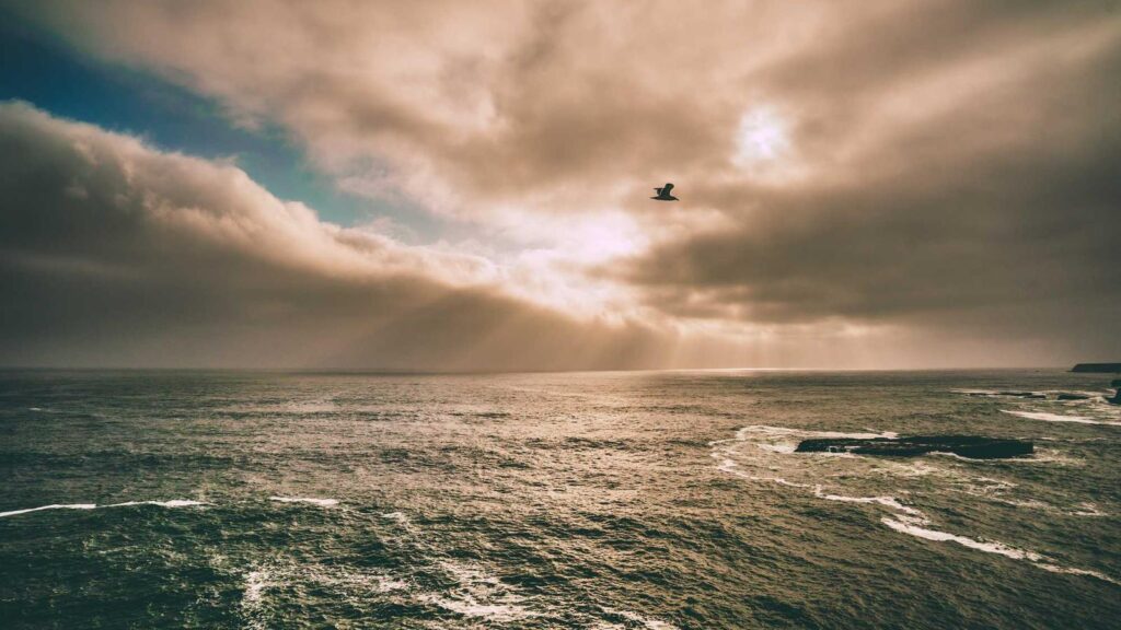 大分 鶏天 まとめ