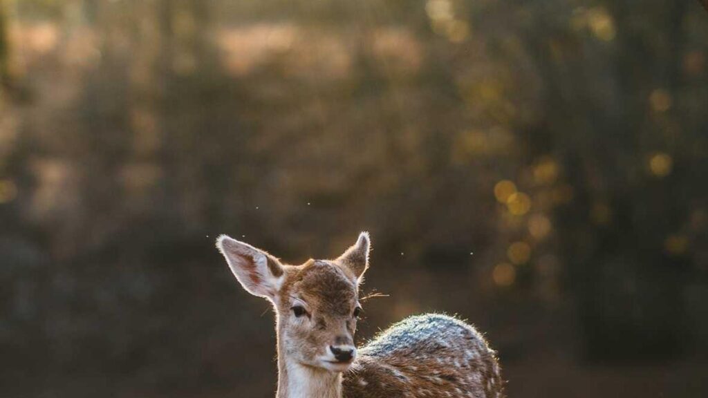 美容家電 おすすめ 美顔器 美顔器の種類と特徴は？