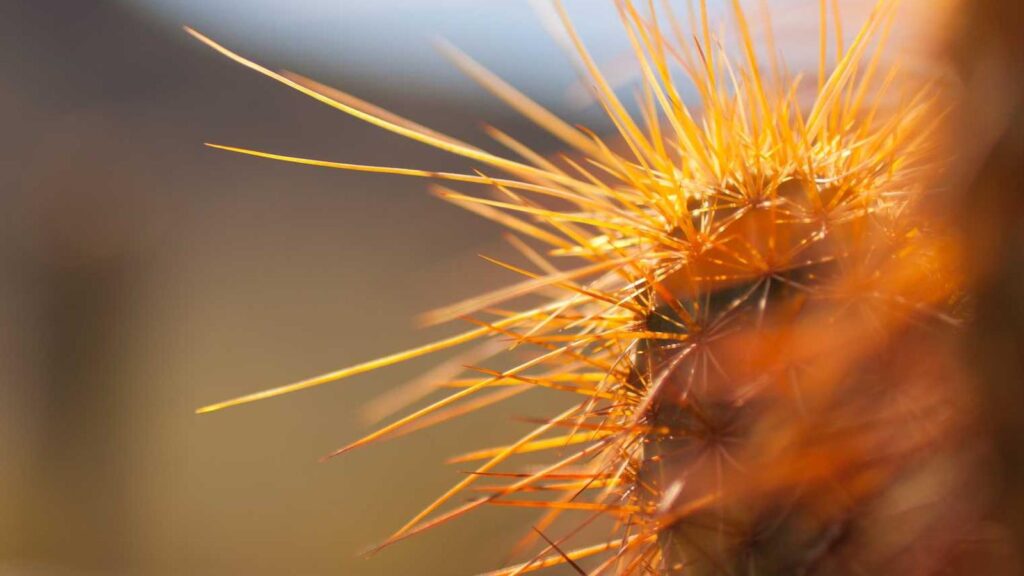 上野毛駅 ラーメン ラーメン二郎 上野毛店