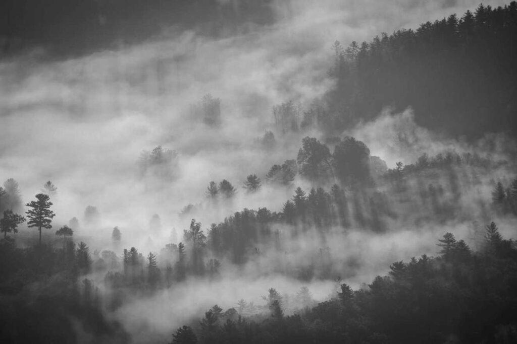 美容家電 おすすめ ランキング まとめ