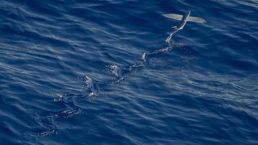 篠崎駅 居酒屋 7. 居酒屋「風鈴」