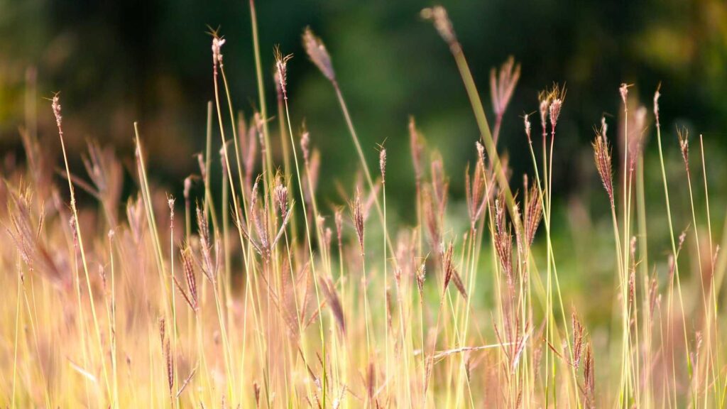 中河原駅 カフェ Cafe開
