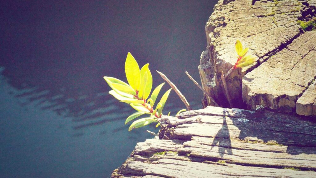 宇都宮 餃子 おすすめ 宇都宮みんみん：伝統の味を守る老舗