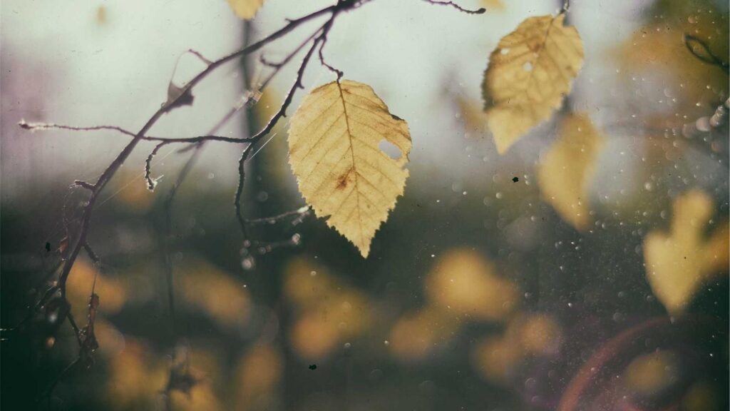 国立駅 居酒屋 焼き肉ゆえ