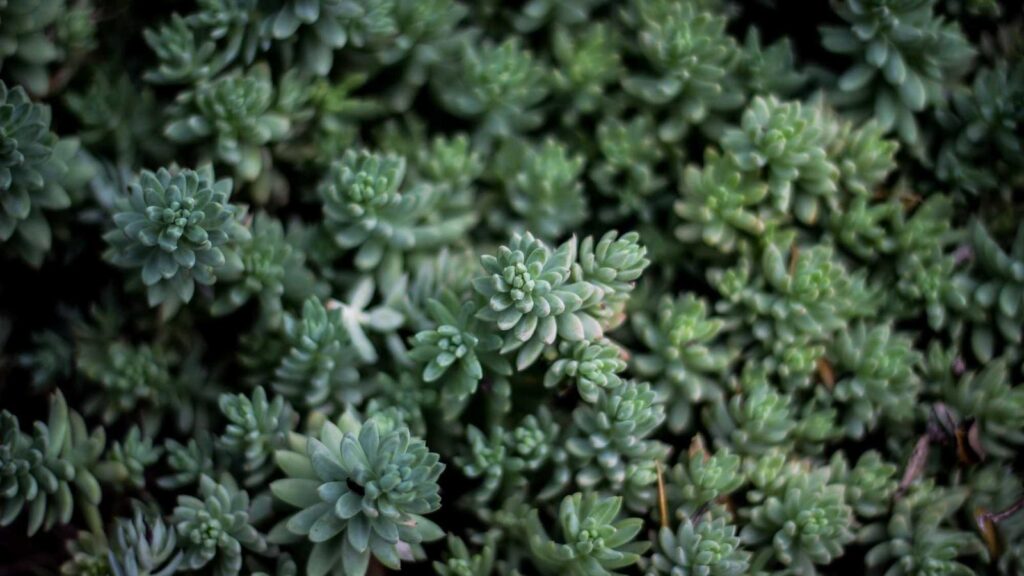 大分 鶏天 別府市の名店 まやかしや