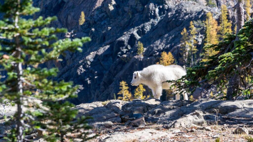 宇都宮 餃子 おすすめ 香蘭：厚めの皮が特徴の老舗