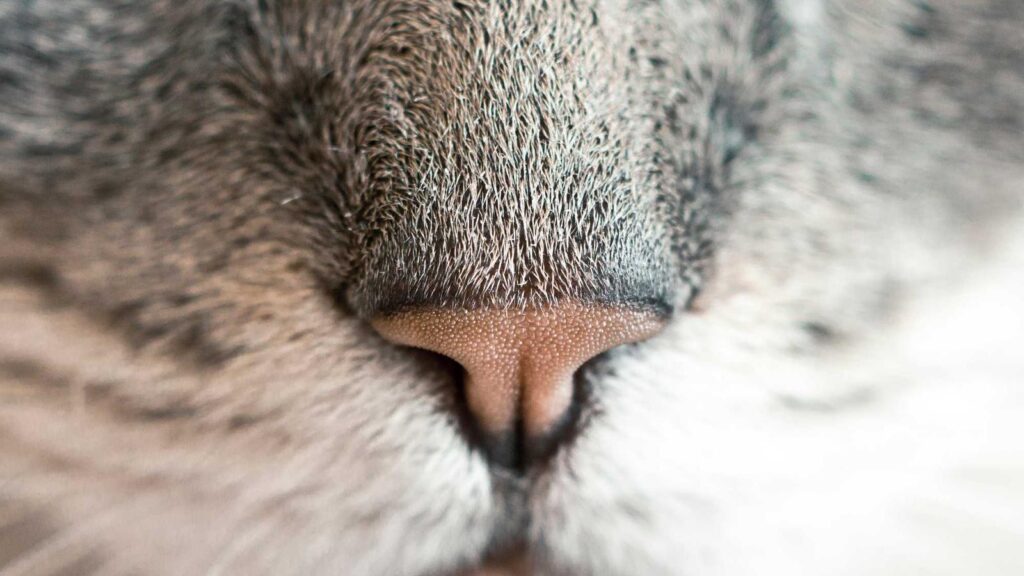上北台駅 ラーメン 鶏SOBA 心