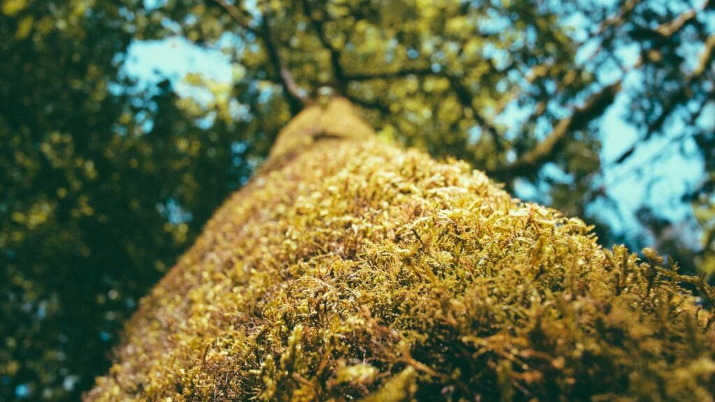 松原駅 ランチ インド料理 ナマステ マハラジャ 松原店