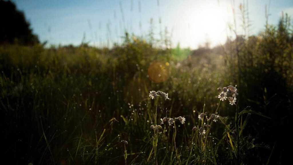 美容家電 おすすめ スチーマー 人気美容家電スチーマーを比較してみました