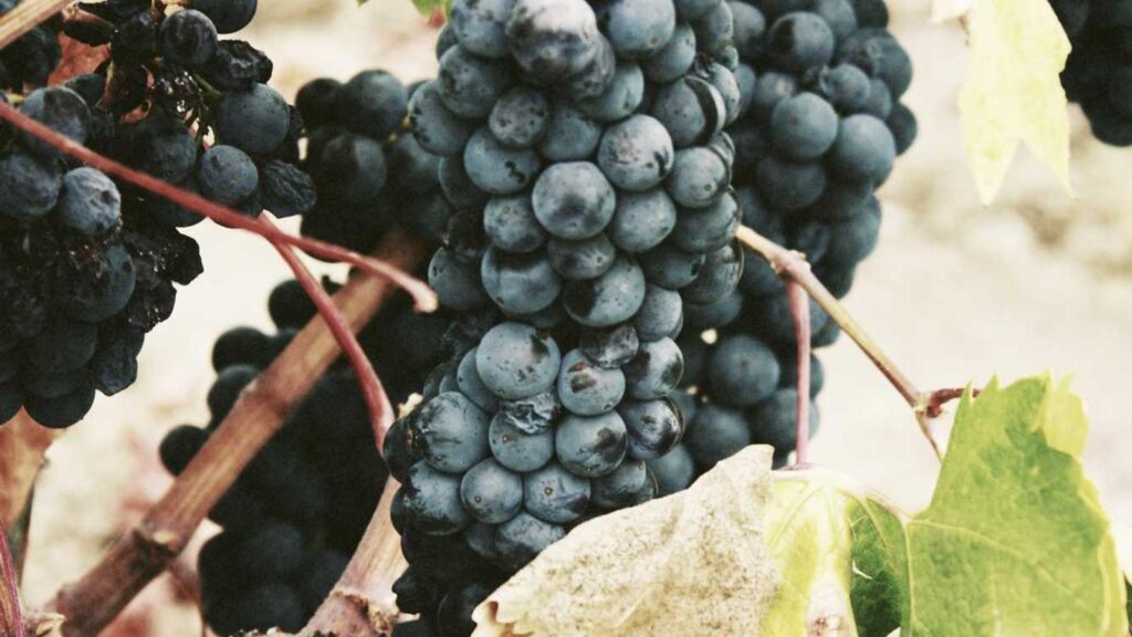 電力会社 乗り換え おすすめ おすすめの電力会社はどこですか？