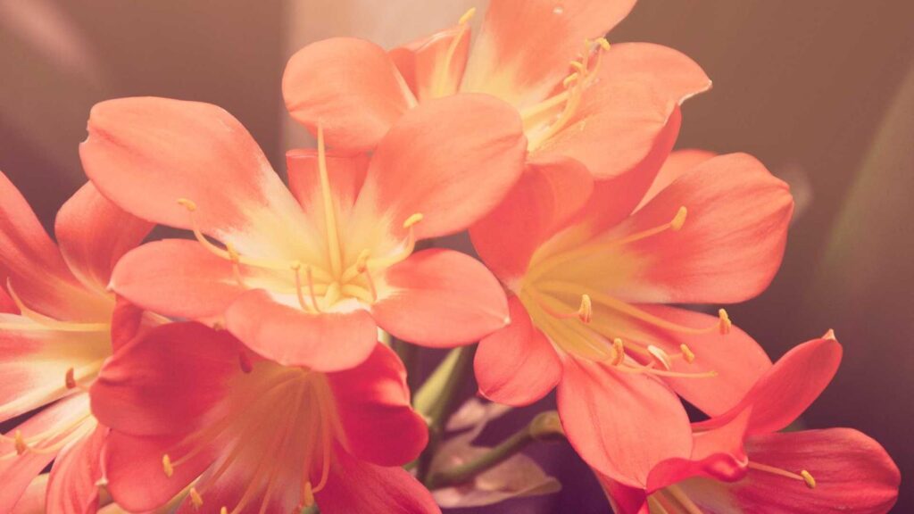 六郷土手駅 ランチ kawara CAFE＆DINING 川崎モアーズ店