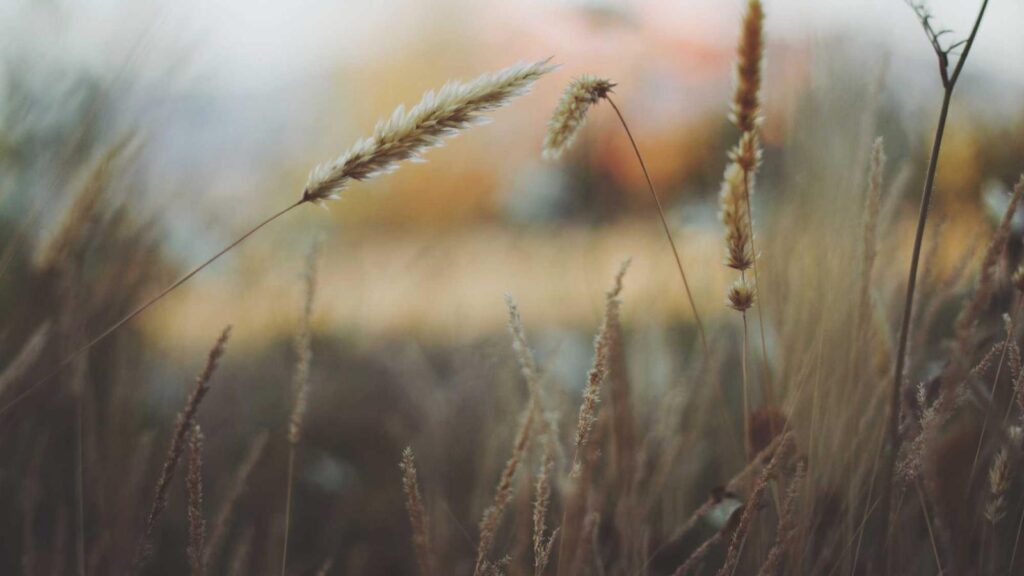 上野毛駅 ラーメン 上野毛駅周辺のラーメン店の特徴