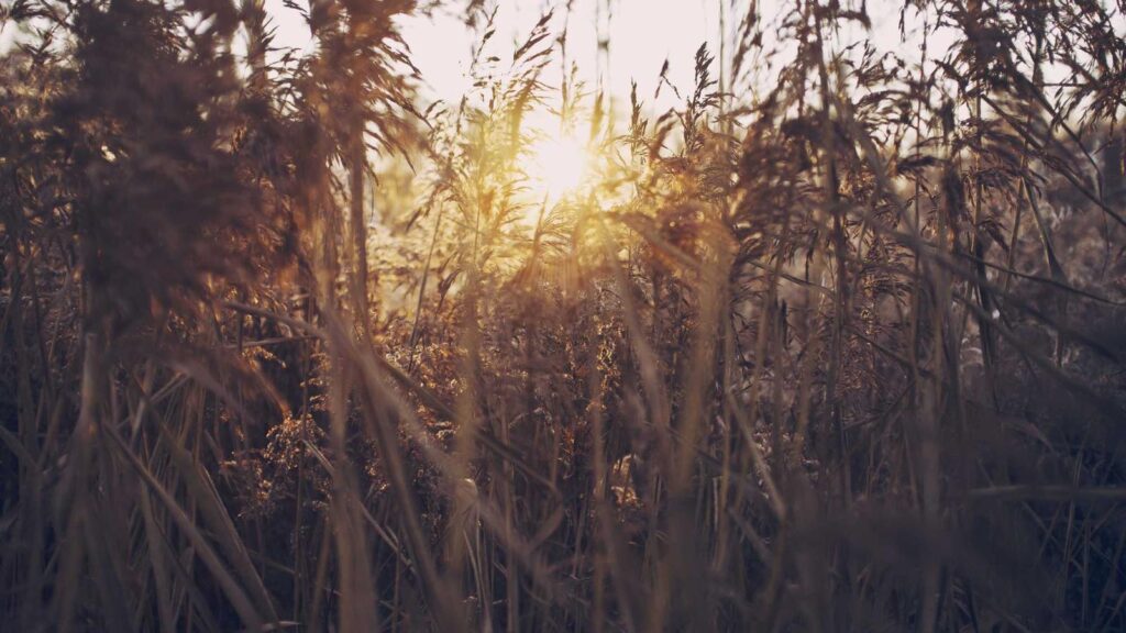 秋葉原 ランチ ボリューム Cafe MOCO：ジャンボホットドッグで満腹に