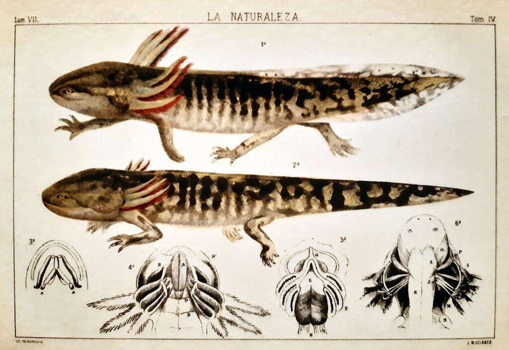 ウーパールーパー 飼い方 水質と水温の管理