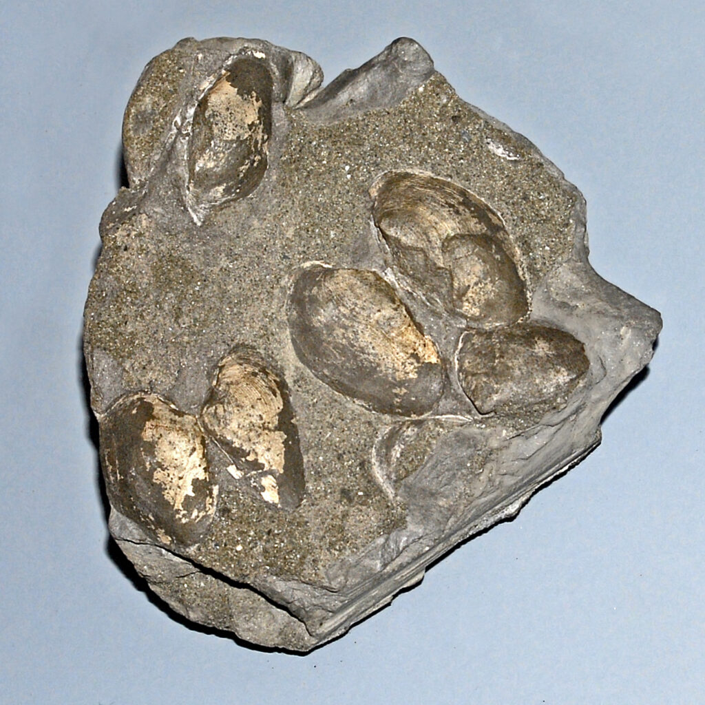 しじみ 二日酔い しじみの摂取方法としておすすめの料理は？