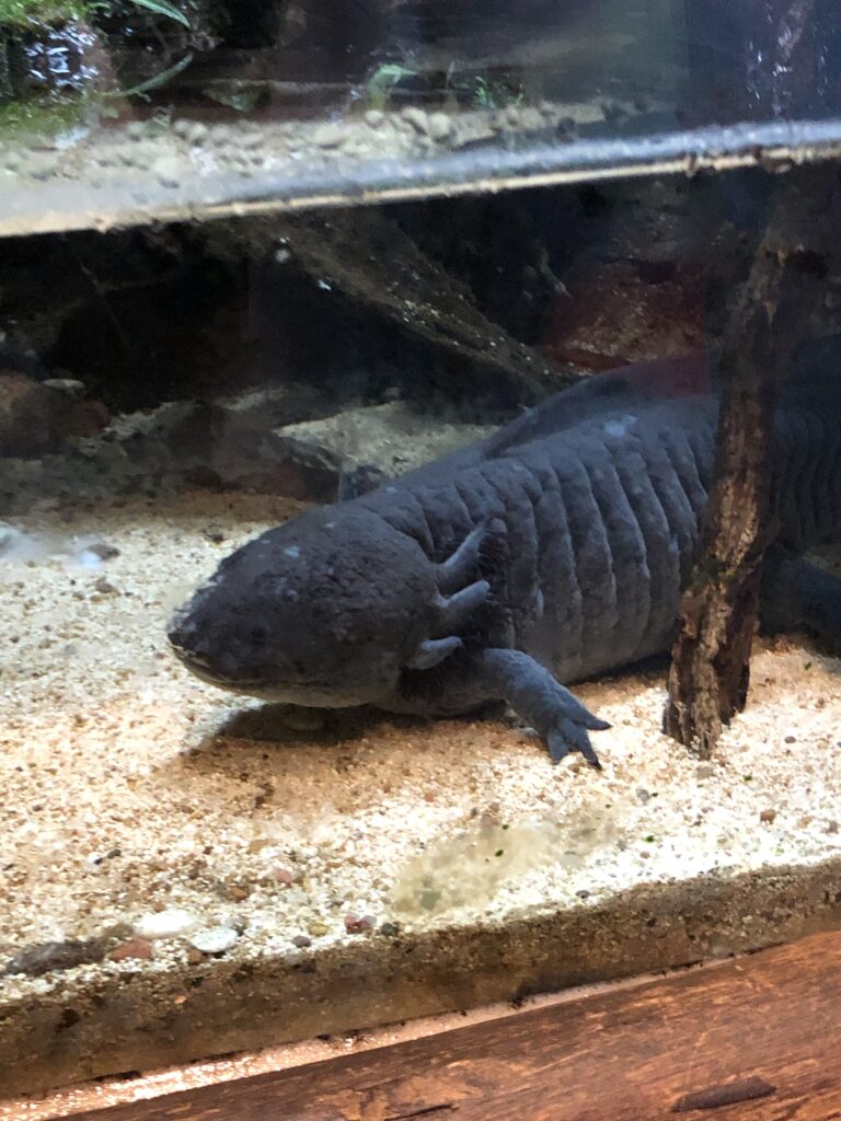 ウーパールーパー 飼い方 飼育に必要な設備