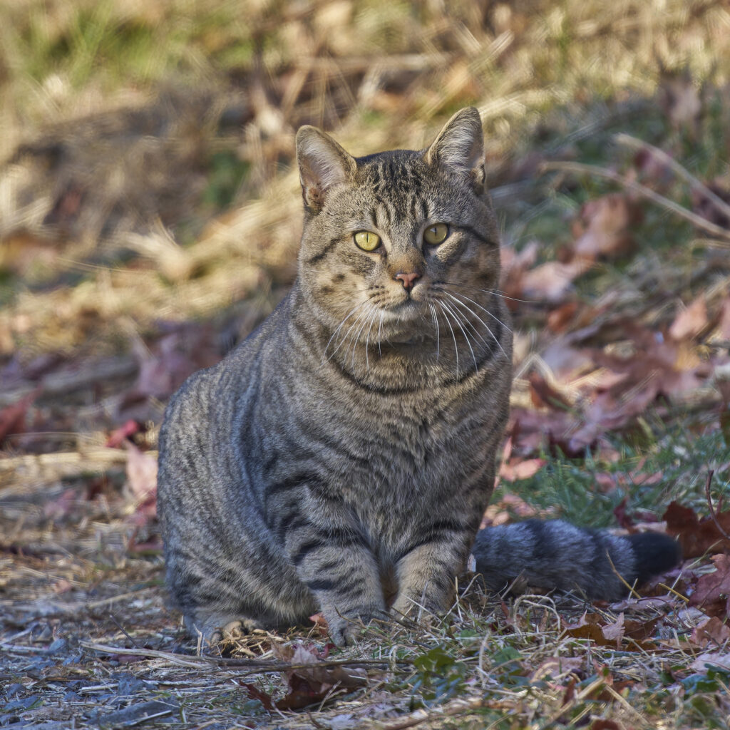 猫 爪 切り方 適切な爪切りの頻度