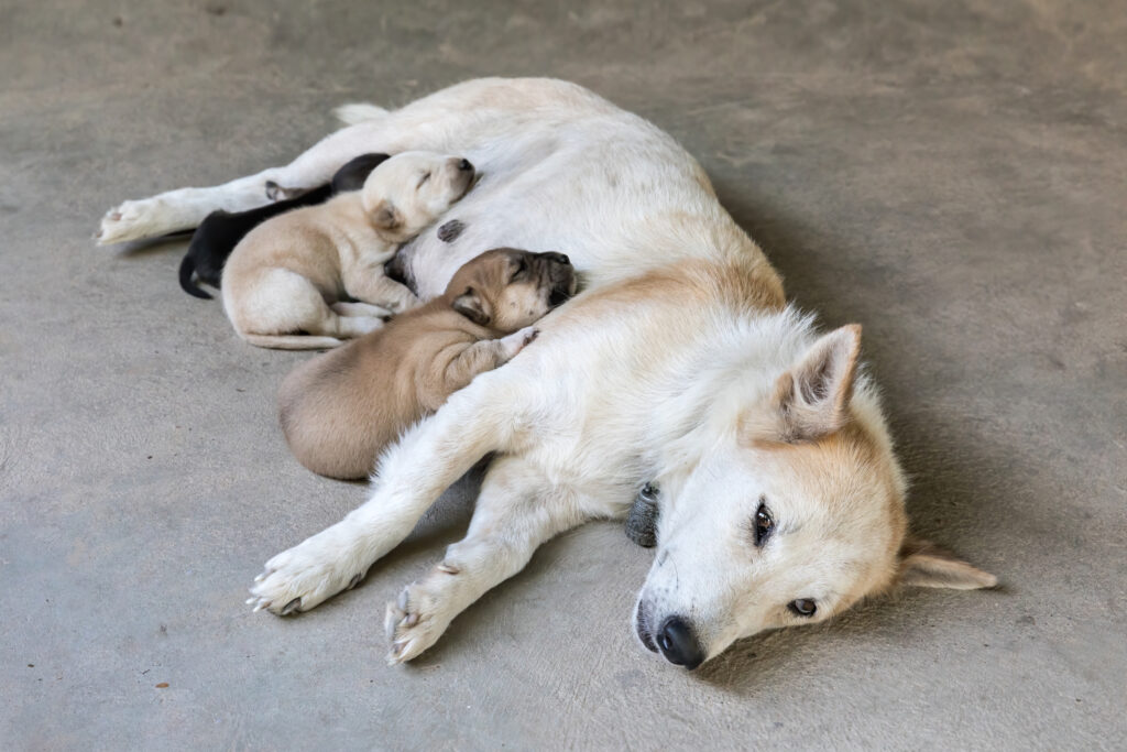 睡眠 サプリ 市販 睡眠サプリメントとは？