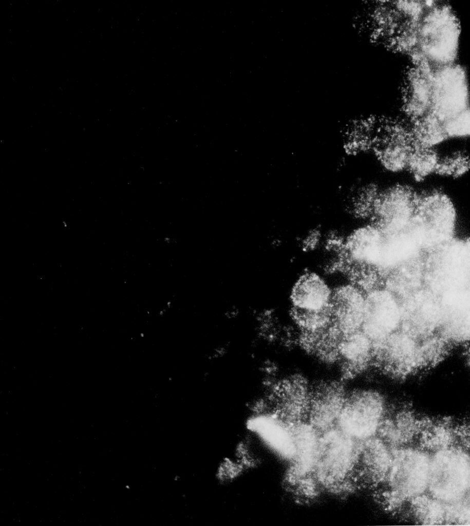 ahamo デメリット ahamoの料金プランにはどのような制限があるのか？