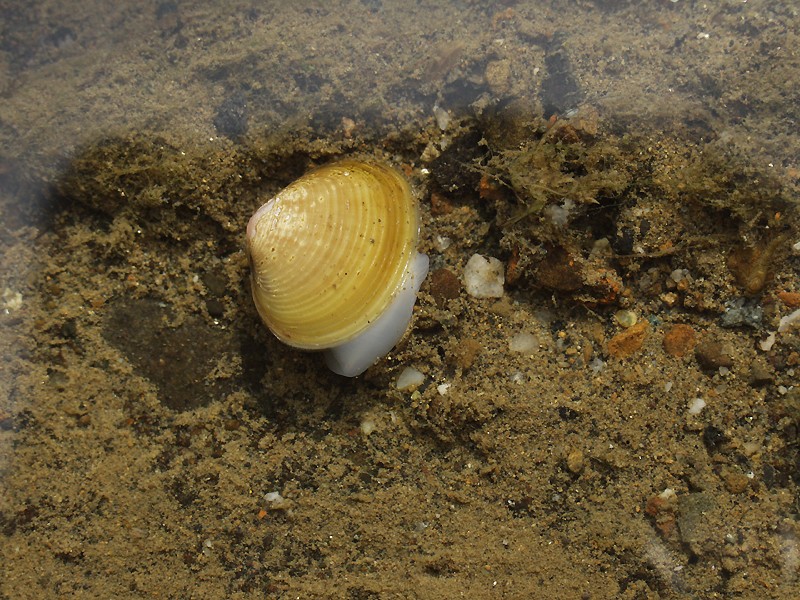 しじみ 二日酔い しじみの味噌汁の作り方は？