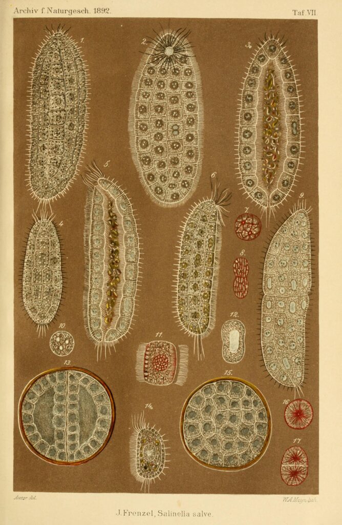 水虫 治し方 市販薬の使用方法と注意点