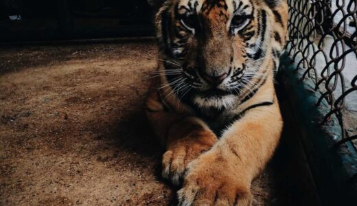 新橋で一人飲みを楽しむためのおすすめ居酒屋ガイド