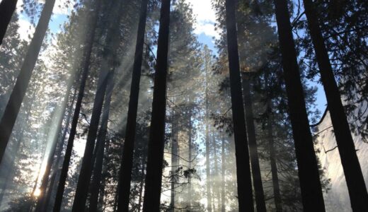 片倉駅周辺のおすすめラーメン店ガイド｜家系から担々麺まで徹底紹介