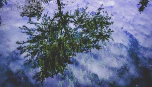 万願寺駅周辺で楽しむおすすめランチスポット完全ガイド