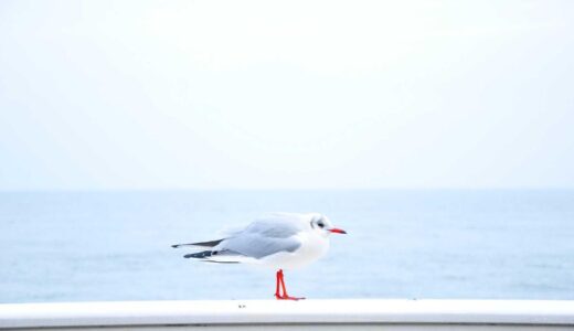 上野毛駅周辺のおすすめラーメン店ガイド【用途別・詳解】