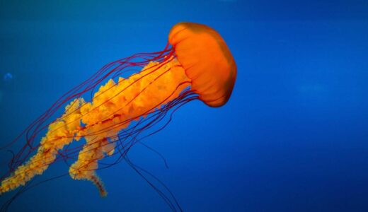 南大沢駅周辺で楽しめるランチスポット完全ガイド。ジャンル別に選びやすく紹介します。