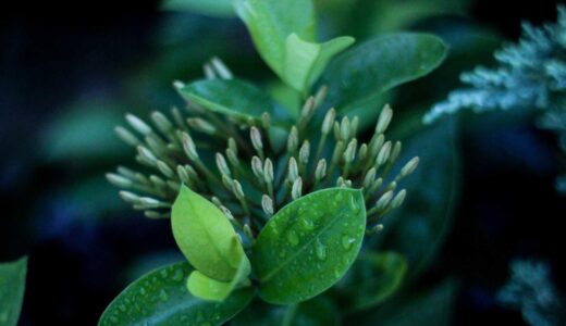 霞ケ関駅周辺のおすすめラーメン店ガイド