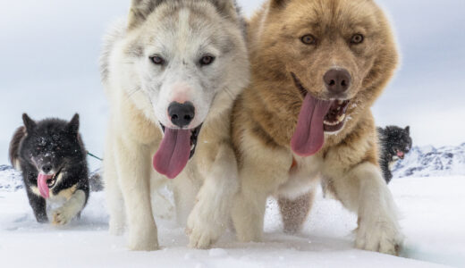 犬用歯ブラシのおすすめと選び方ガイド【愛犬の歯磨き完全サポート】