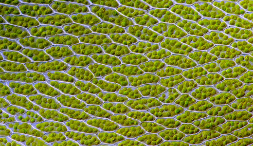 ahamoデメリットを本音で解説｜後悔しやすい注意点と向いていない人の特徴まで丁寧に整理