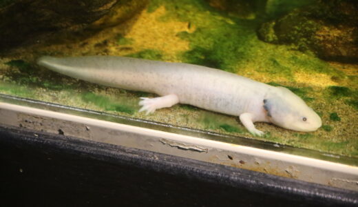 ウーパールーパーの飼い方完全ガイド 初心者から長期飼育まで徹底解説